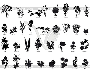 Plants and flowers - vector clipart