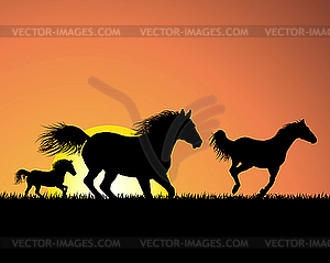 Horse on sunset background - vector image