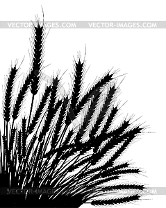 Wheat and grass - vector image