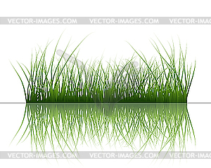 Grass on water - vector image