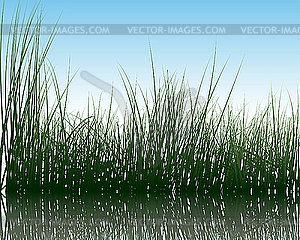 Grass on water - color vector clipart