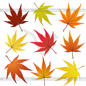 Autumn leaves - vector clipart