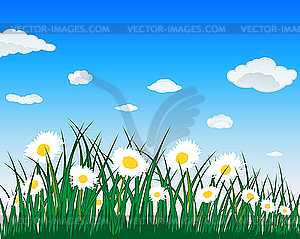 Camomiles - vector clipart