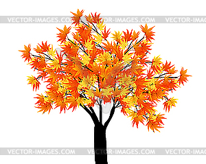 Maple tree - vector image