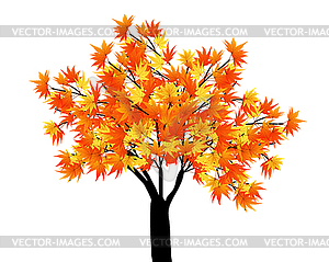 Maple tree - vector clipart