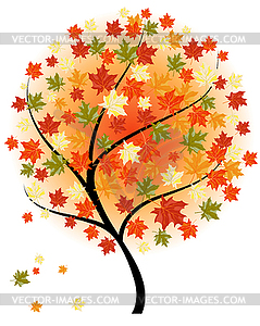 Autumn maples - vector image