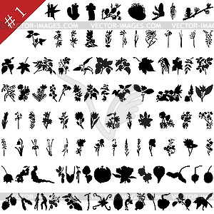 Plants set - vector image