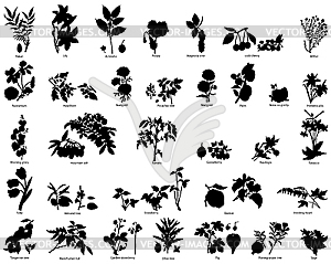 Silhouettes of berries and flowers - vector image