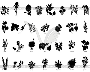 Berries and flowers silhouettes - vector clipart