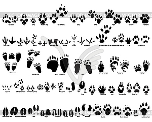Следы животных - векторное графическое изображение