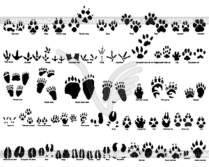 Animal tracks - vector clipart