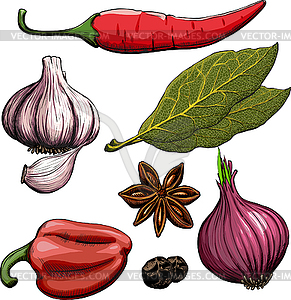 Spice. Onion, garlic, pepper, bay leaf, hot pepper - vector image