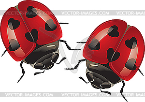 Valentine postcard with ladybugs - vector image