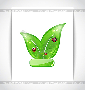 Green eco leaves with ladybugs on white paper - vector clipart