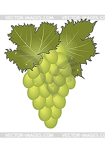 Clous-зеленые виноградные - изображение векторного клипарта