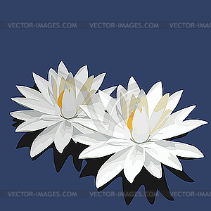Цветы лотоса - изображение в векторе / векторный клипарт
