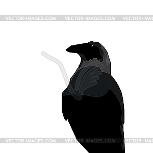 Black raven - vector image