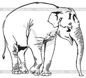 Elephant - vector clipart