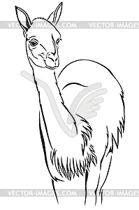 Guanaco - vector clip art