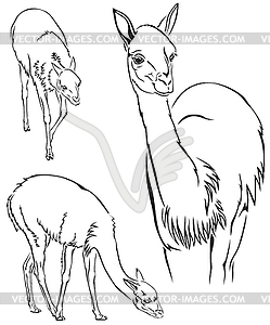 Guanaco llama - vector clip art