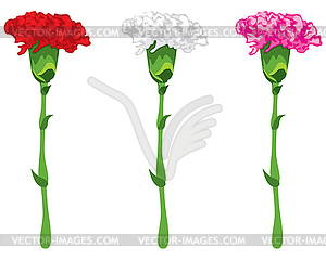 Coloured carnations - vector image