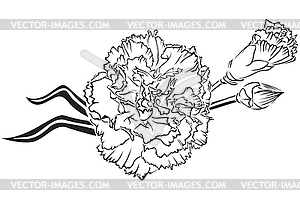 Carnation - vector clipart