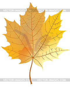 Maple Leaf - vector clipart