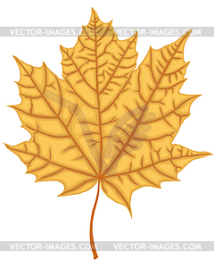 Maple Leaf - vector clipart