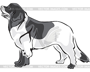 Landseer dog - vector image