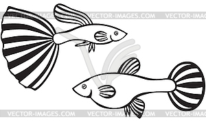 Guppy fish - vector image