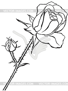 Little rose - vector clipart / vector image