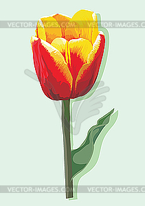 Tulip flower - vector clipart