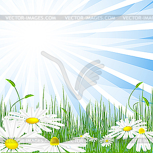 Summer meadow - vector image