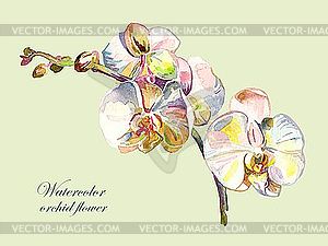 Watercolor orchid flower  - color vector clipart