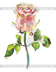 Pink watercolor rose - vector image