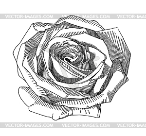 Hand draw sketch rose - vector clipart