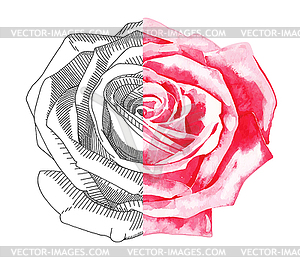 Sketch ink and watercolor rose - vector clip art