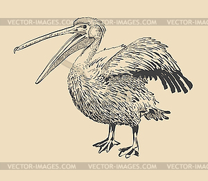 Original ink drawing of pelican with open beak - royalty-free vector image