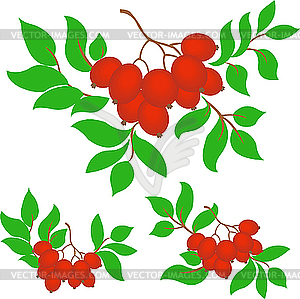 Set of three bunches of rowan - vector image