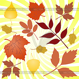 Autumn leaves - vector image