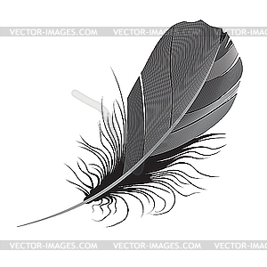 Feather.  - vector clipart