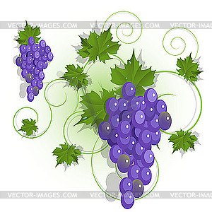 Grapes - vector image