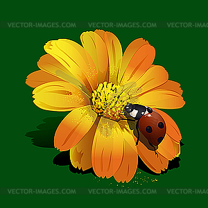 Ladybird on flower - royalty-free vector clipart