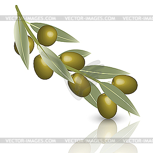 Olive - vector image