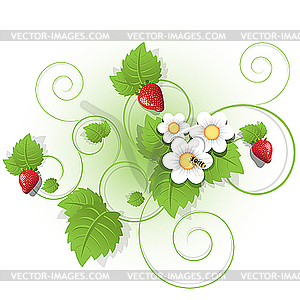 Berries and leaves of strawberry - vector image