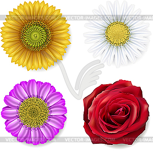 Set of flowers - vector clipart