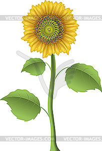 Sunflower - vector clip art