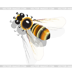 Bee - vector image