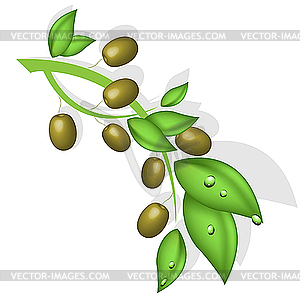 Olive branch - vector image