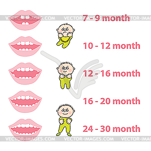 Baby teeth - vector clipart